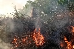 osv_20250430_caro_maple_13