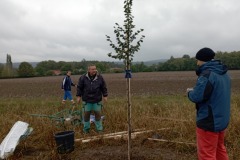 osv_20241005_lipuvka_maple_10