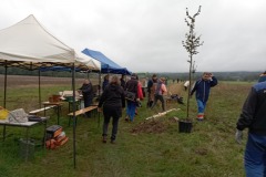 osv_20241005_lipuvka_maple_7