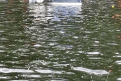 kos_2022_regata_1_luk_12